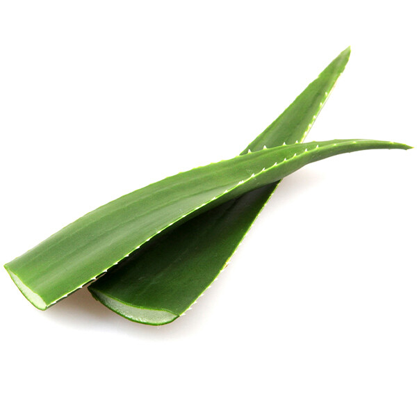 Aloe (SZT)