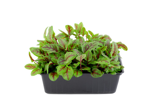 Szczaw krwisty doniczka