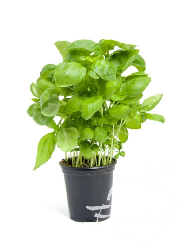 Bazylia zielona doniczka