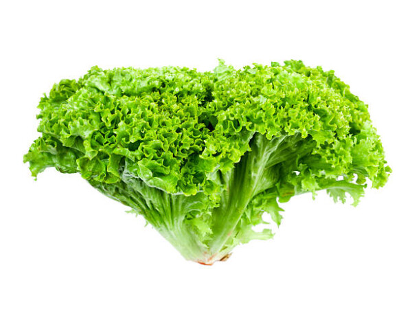 Sałata lollo bionda (SZT)