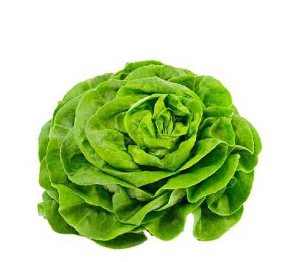 Sałata masłowa (SZT)