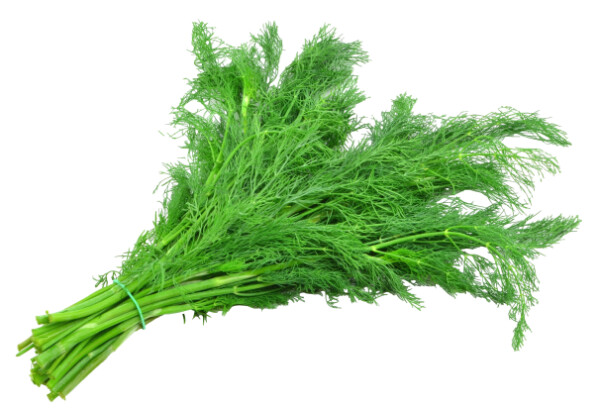 Koper pęczek (100G)