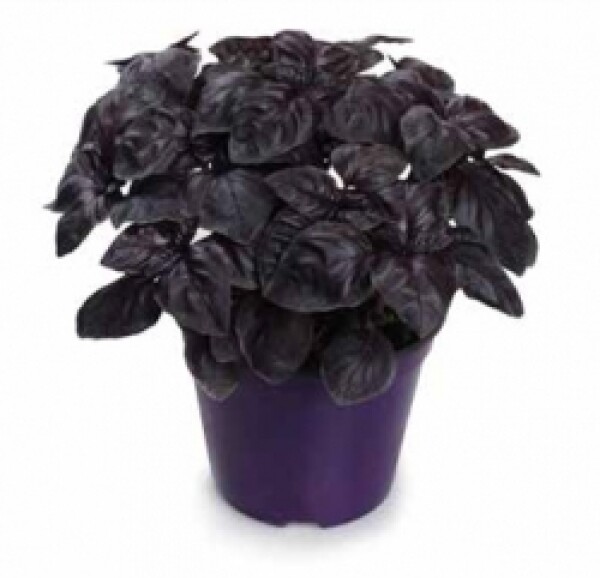 Bazylia czerwona doniczka