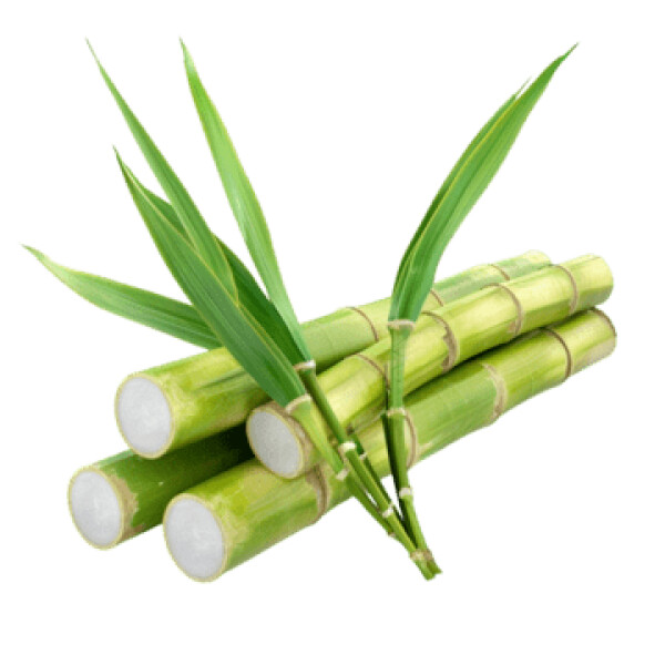 Trzcina cukrowa (SZT)