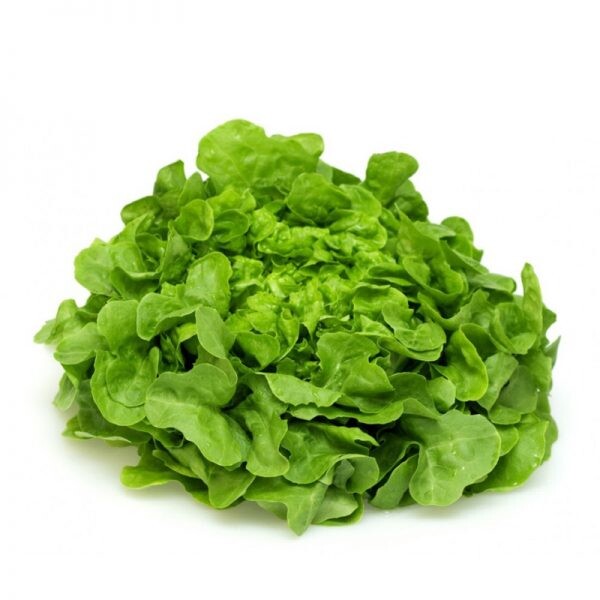 Sałata dębowa zielona (SZT)