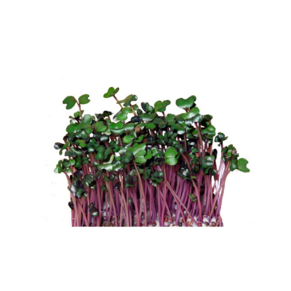 Mikroliście kapusty