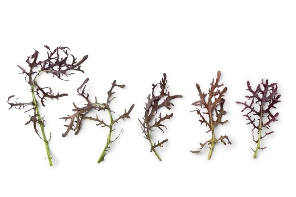 Musztardowiec (100G)